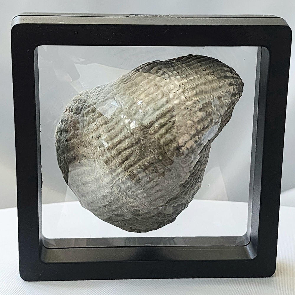 Late Cretaceous‎ Period Ostreidae Family Oyster Fossil Large Display Piece Rare